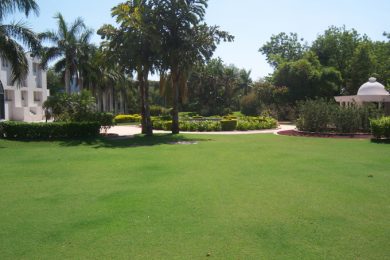 Lush Lawn at Sihor Plant